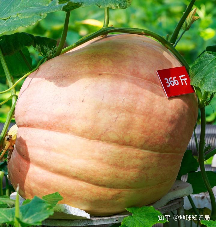 山东富硒农产品群（山东富硒农产品网）-硒宝网