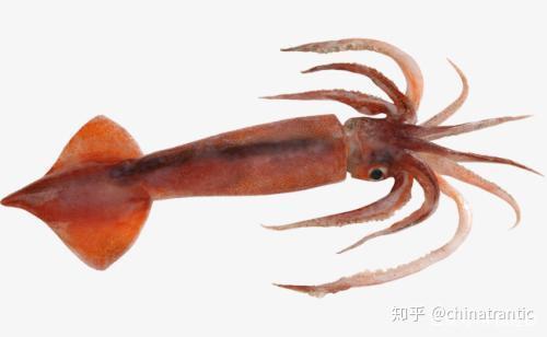 哪种海产品含硒高(哪些海产品含硒元素高)-硒宝网