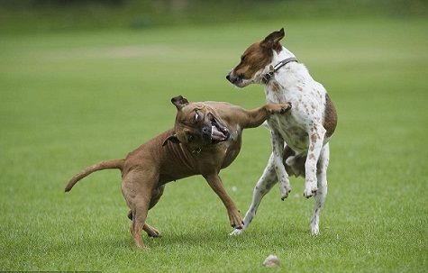 狗补钙(补钙狗粮)-硒宝网