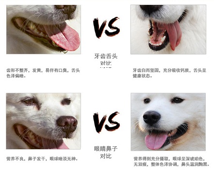 狗补钙(补钙狗粮)-硒宝网