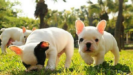 狗补钙(补钙狗粮)-硒宝网