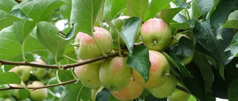 苹果微量元素(微量元素苹果变红)-硒宝网