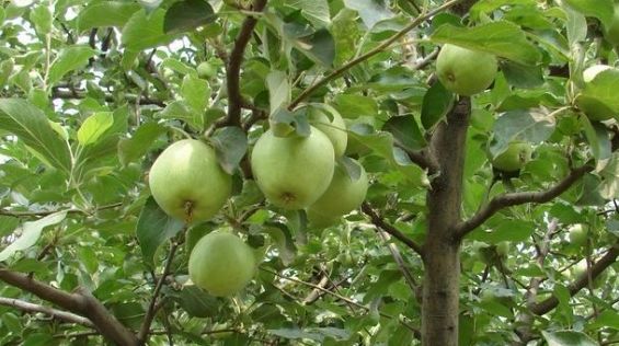 苹果微量元素(微量元素苹果变红)-硒宝网