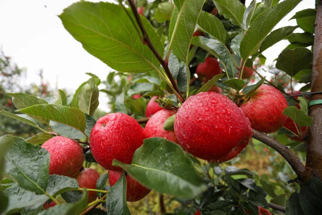 苹果微量元素(微量元素苹果变红)-硒宝网