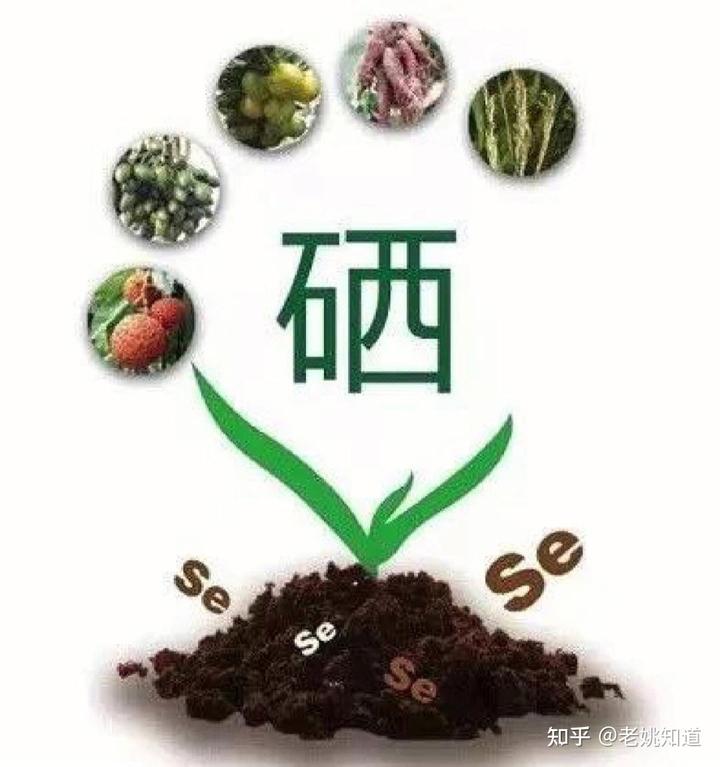 电子产品中不含硒(硒的电子层结构示意图)-硒宝网