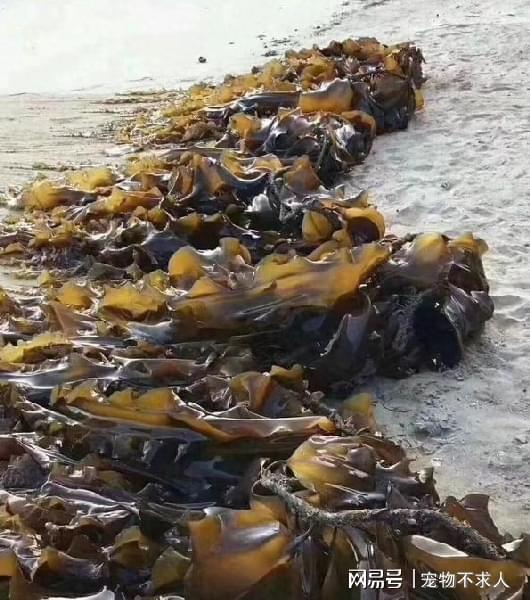 海产品含硒元素吗（元素含海产品硒含量高吗）-硒宝网