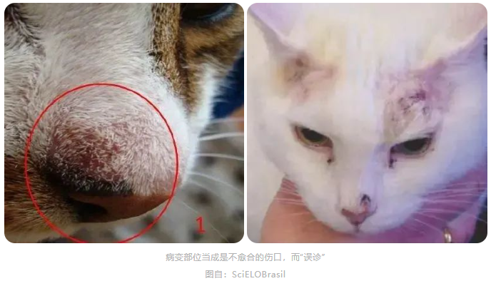 晒太阳补钙吗（晒太阳补钙需要直射吗）-硒宝网