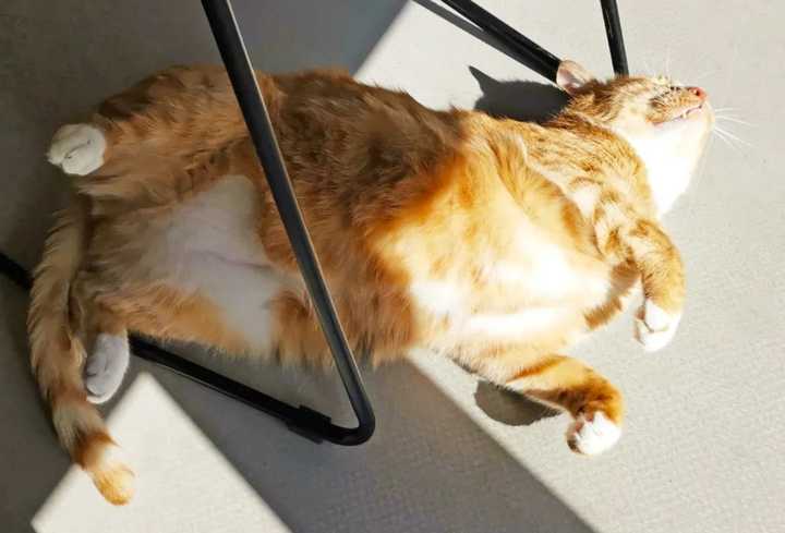 晒太阳补钙吗（晒太阳补钙需要直射吗）-硒宝网