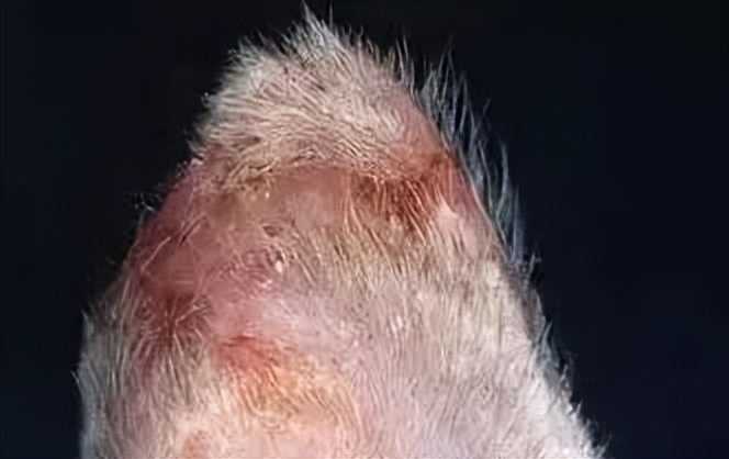 晒太阳补钙吗（晒太阳补钙需要直射吗）-硒宝网