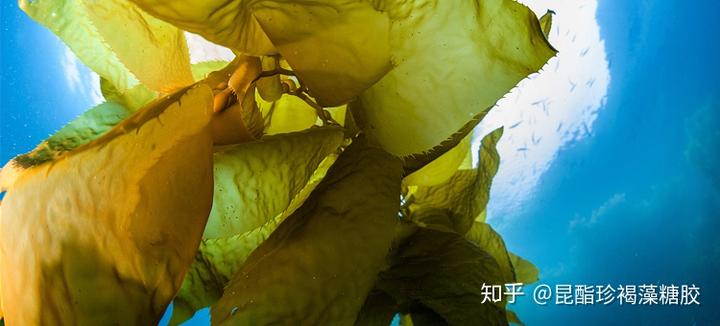 人体必需的微量元素（必需人体微量元素有多少种）-硒宝网