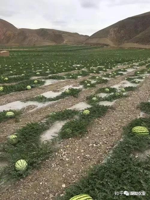 硒有天成农副产品（天成农副产品硒有几种）-硒宝网