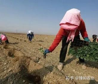 硒有天成农副产品（天成农副产品硒有几种）-硒宝网