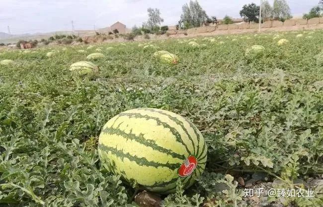 硒有天成农副产品（天成农副产品硒有几种）-硒宝网