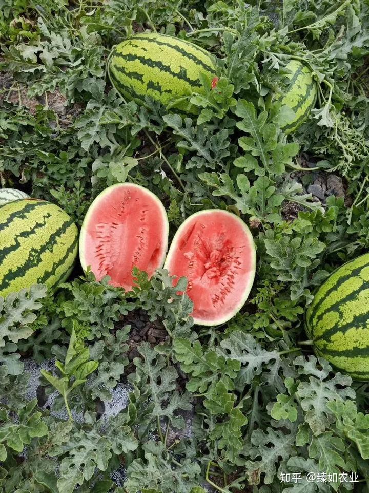 硒有天成农副产品（天成农副产品硒有几种）-硒宝网