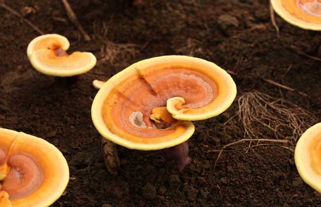 硒农产品批发市?。ǜ晃┎纷舻辏?硒宝网