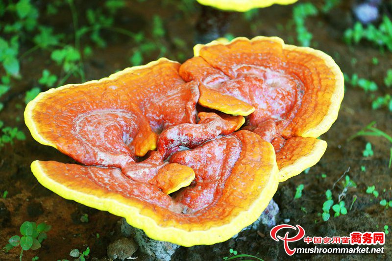 硒农产品批发市?。ǜ晃┎纷舻辏?硒宝网