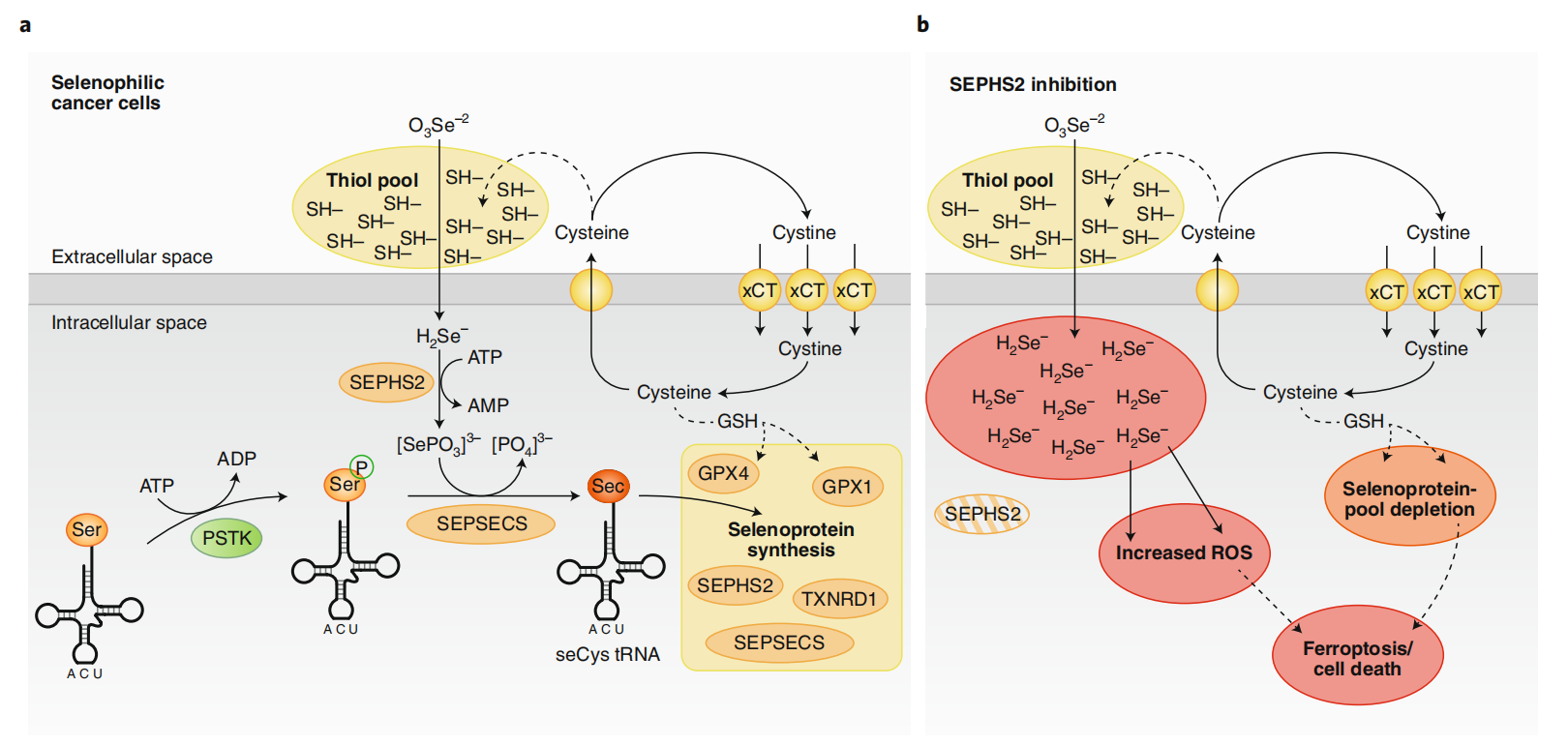 细胞中的微量元素（细胞中微量的元素）-硒宝网