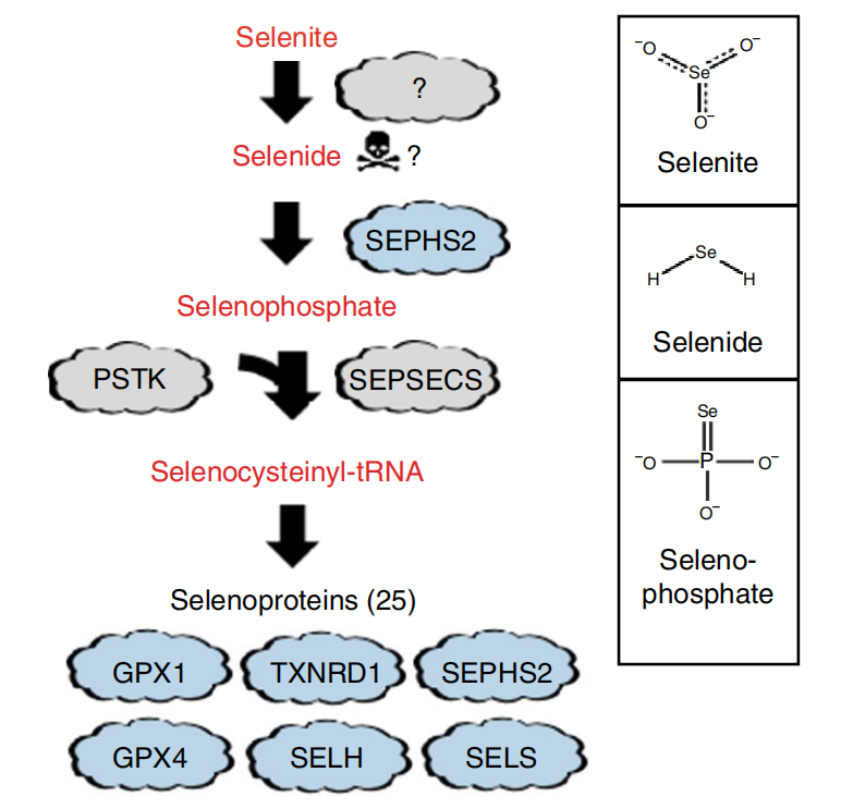 细胞中的微量元素（细胞中微量的元素）-硒宝网