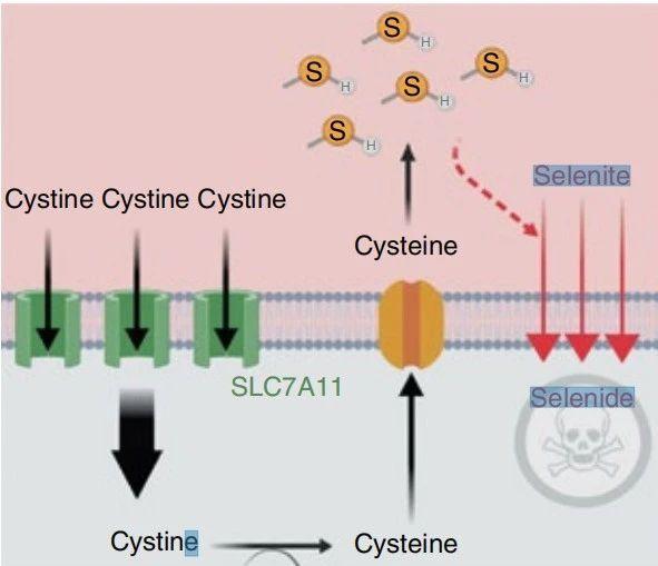 细胞中的微量元素（细胞中微量的元素）-硒宝网