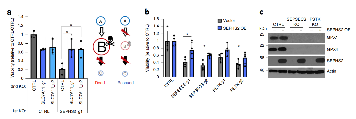 细胞中的微量元素（细胞中微量的元素）-硒宝网