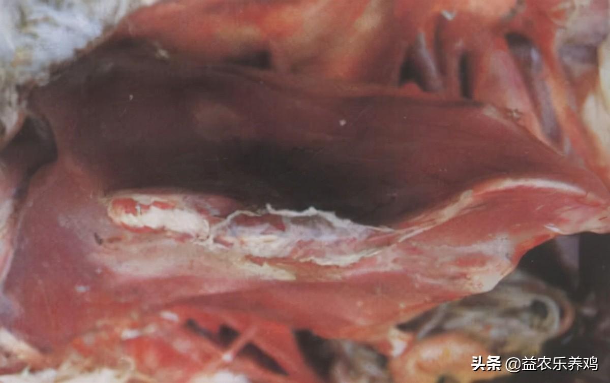 细胞中的微量元素（细胞中微量元素的作用）-硒宝网