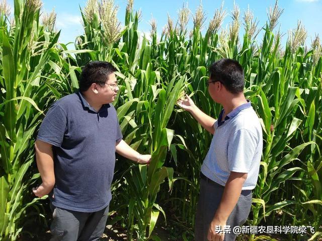 铜是微量元素吗(微量元素铜的作用及功能)-硒宝网