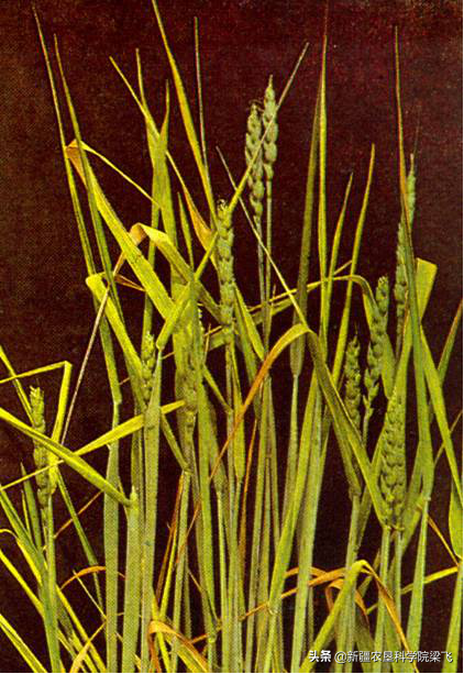 铜是微量元素吗(微量元素铜的作用及功能)-硒宝网