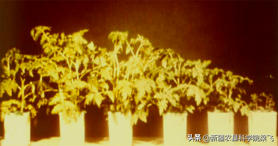 铜是微量元素吗(微量元素铜的作用及功能)-硒宝网