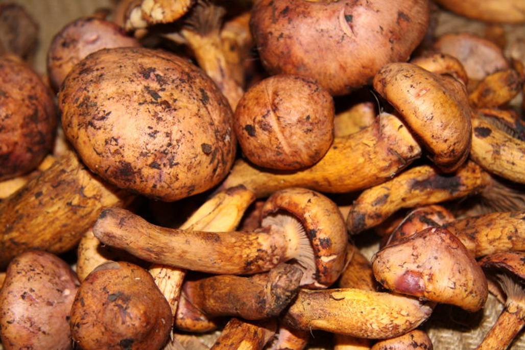 硒维康含硒量大吗（硒维康食物有哪些）-硒宝网