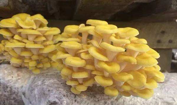 硒维康含硒量大吗（硒维康食物有哪些）-硒宝网