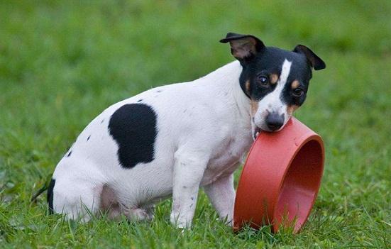 狗狗微量元素是指哪些怎么补(狗狗补充微量元素吃什么药)-硒宝网