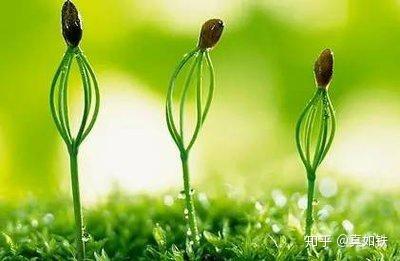 铜微量元素（微量铜元素铜离子）-硒宝网