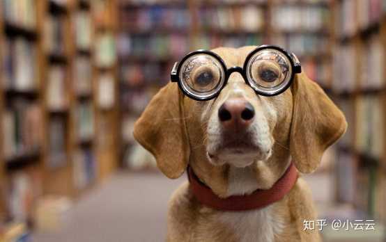 狗狗吃微量元素的作用(狗狗微量元素怎么喂食)-硒宝网