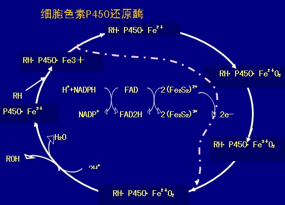 狗狗吃微量元素的作用(狗狗微量元素片有用吗)-硒宝网