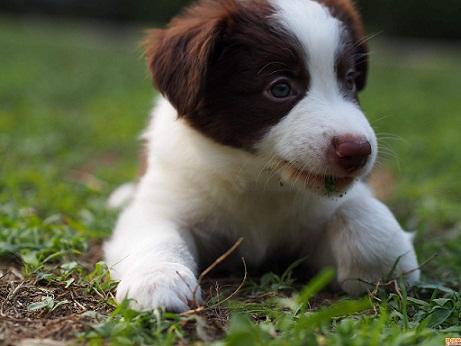 狗狗吃微量元素的作用(狗狗微量元素需要吃多长时间)-硒宝网