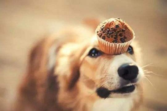 狗狗吃微量元素的作用(狗狗微量元素需要吃多长时间)-硒宝网