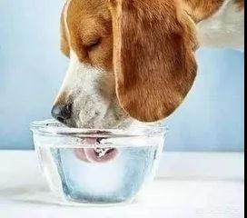 狗狗吃微量元素的作用(狗狗微量元素需要吃多长时间)-硒宝网