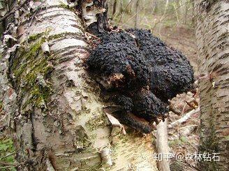 硒维康防癌吃多久(防癌吃硒维康好吗)-硒宝网