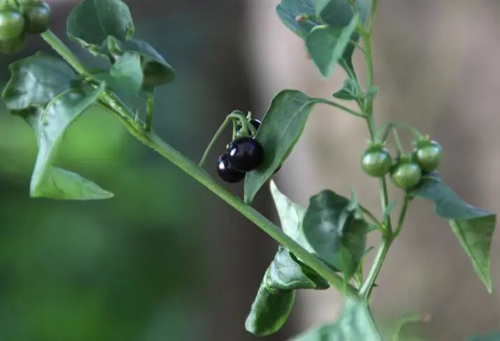 硒维康功效及禁忌（硒维康的作用）-硒宝网