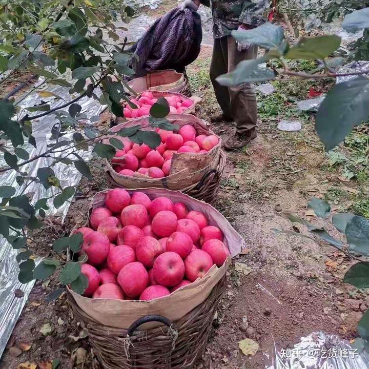 补钙水果(缺钙吃什么水果补钙)-硒宝网