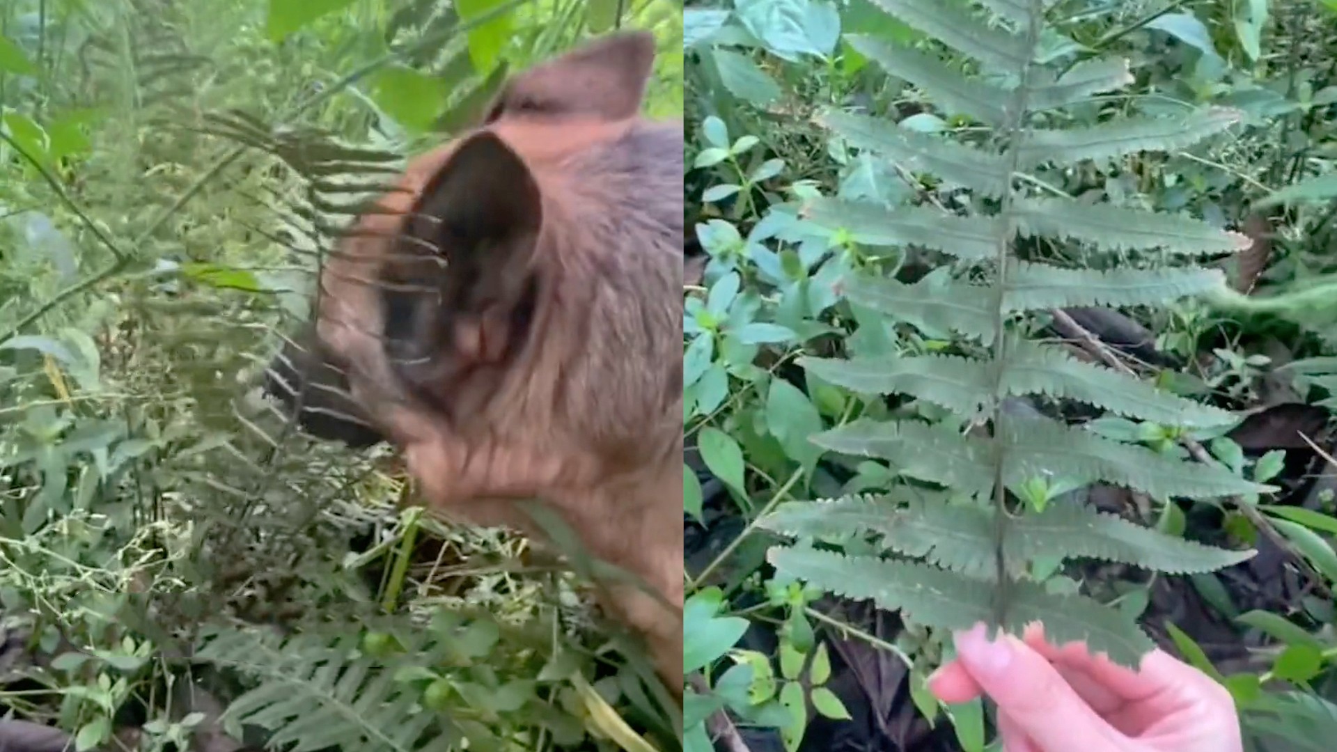 狗狗微量元素的作用和功能(狗狗微量元素有什么用)-硒宝网