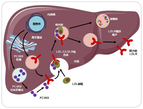 微量元素是指（微量元素指是什么意思）-硒宝网