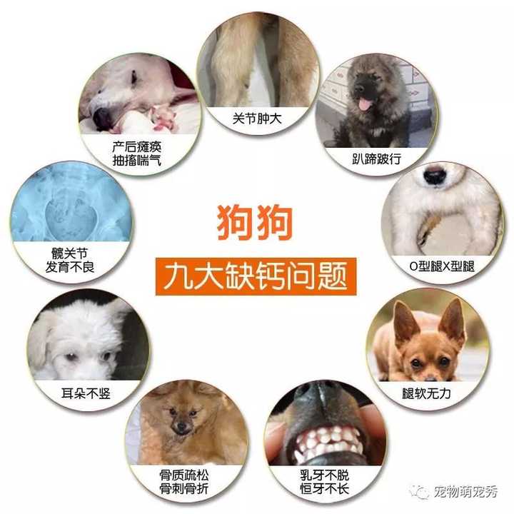 狗狗补钙(狗狗补钙要补多长时间)-硒宝网