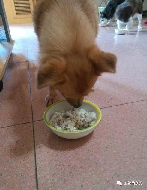 狗狗补钙(狗狗补钙要补多长时间)-硒宝网