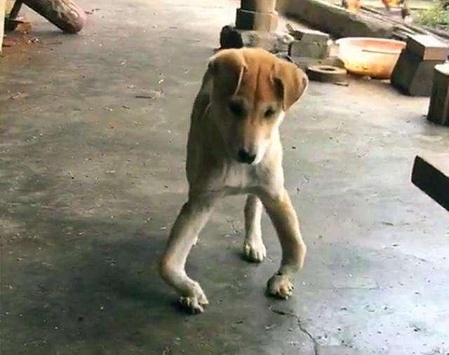 狗狗补钙(狗狗补钙要补多长时间)-硒宝网