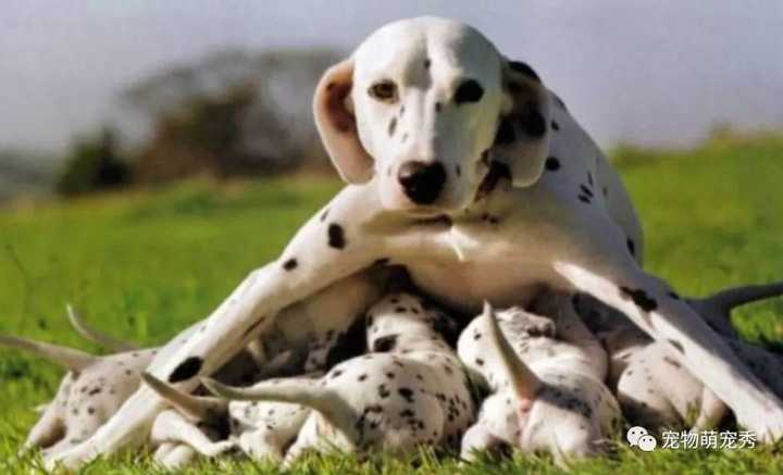 狗狗补钙(狗狗补钙要补多长时间)-硒宝网