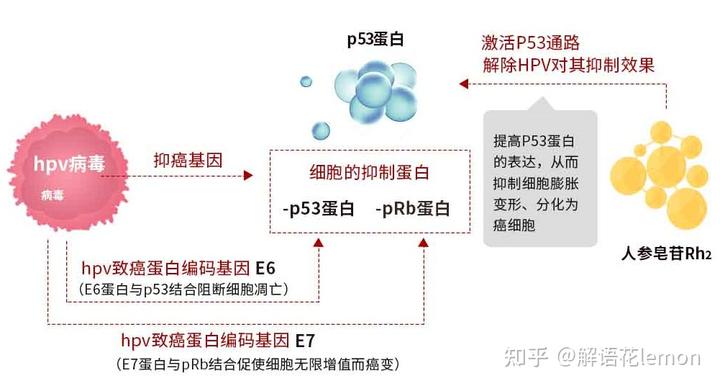 宫颈肥大吃硒维康(肥大宫颈吃硒维康有效果吗)-硒宝网
