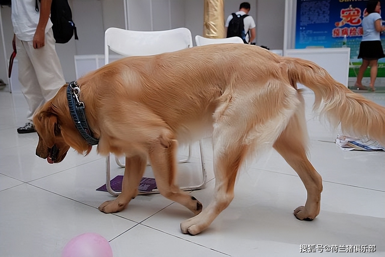 狗 补钙（补钙狗粮）-硒宝网