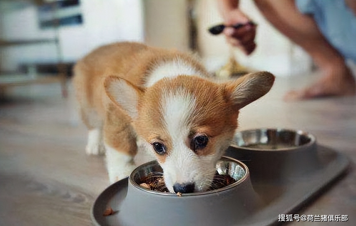 狗 补钙（补钙狗粮）-硒宝网