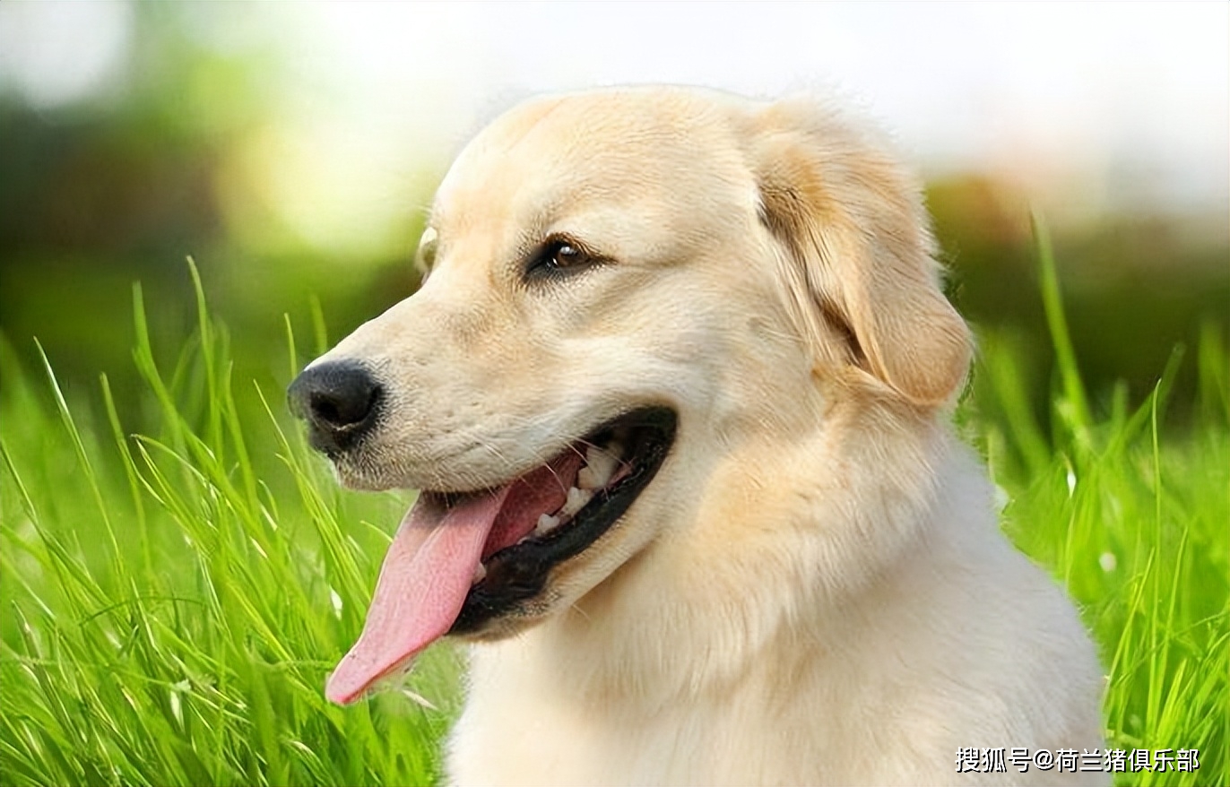 狗 补钙（补钙狗粮）-硒宝网